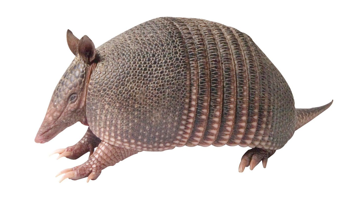 STEEL ARMADILLO MAGNET