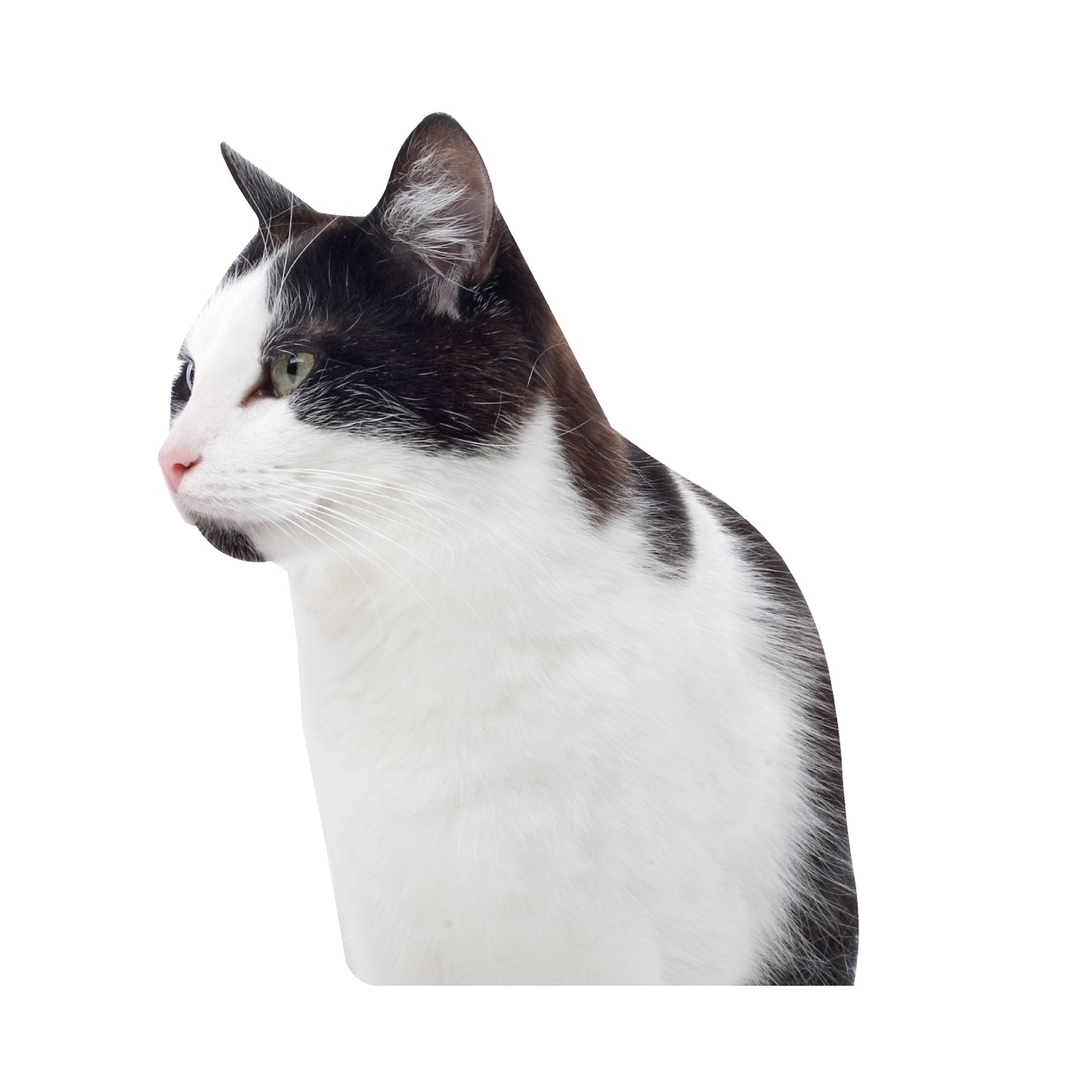 STEEL WHITE AND BLACK CAT